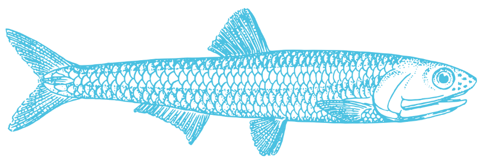 Anchovi Grafik