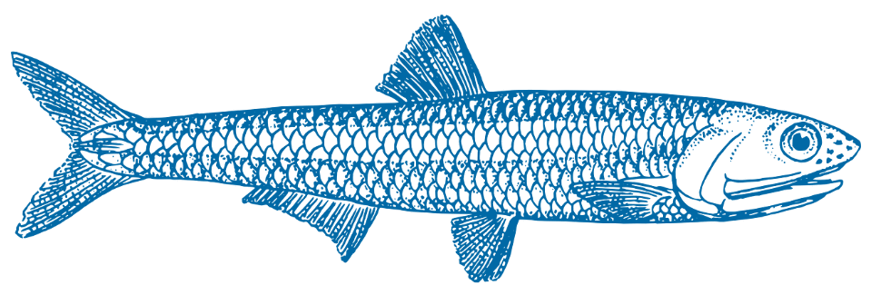 Anchovi Grafik