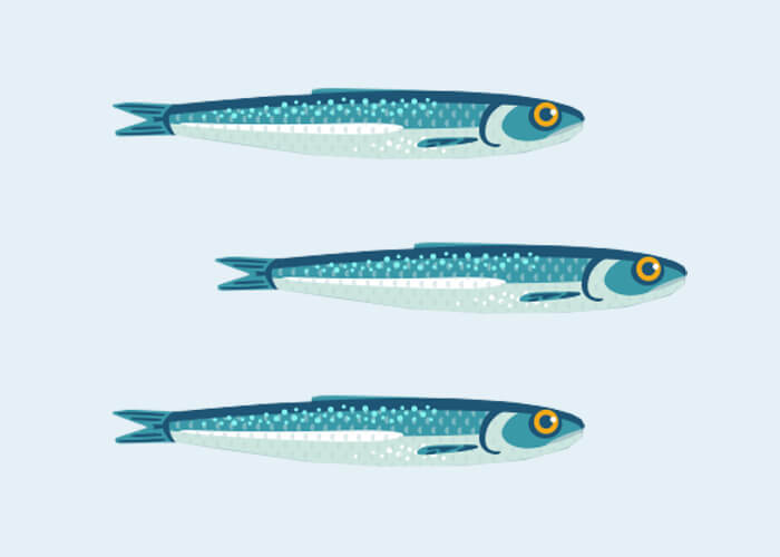 Anchovis Anchovis